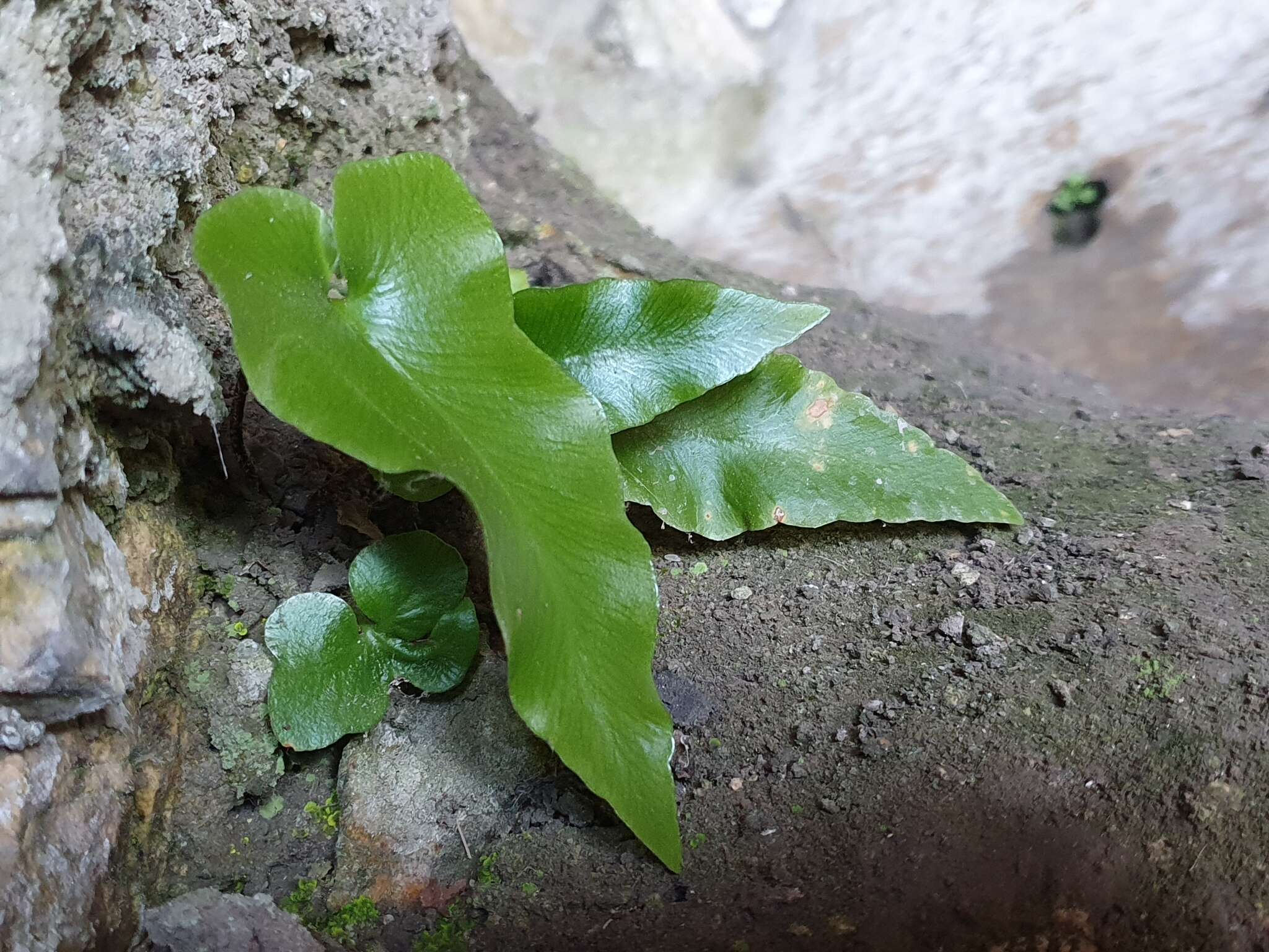 Image of Asplenium sagittatum (DC.) A. J. Bange