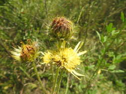 Image of Sun daisy