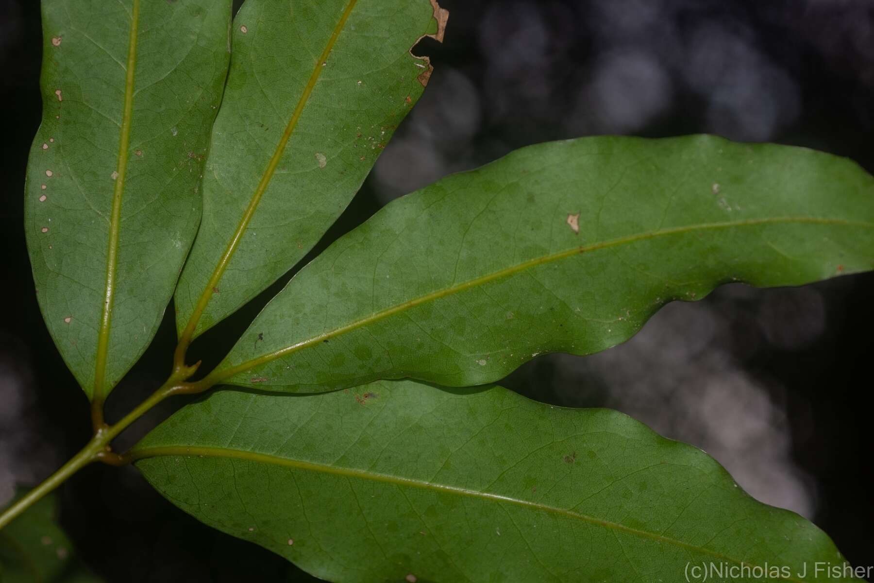 Image de Cinnamomum oliveri F. M. Bailey