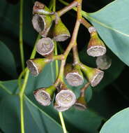 Image of Eucalyptus baueriana subsp. thalassina Rule