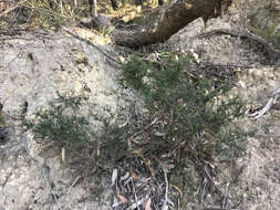 Image of <i>Daviesia ulicifolia</i> subsp. <i>ruscifolia</i>