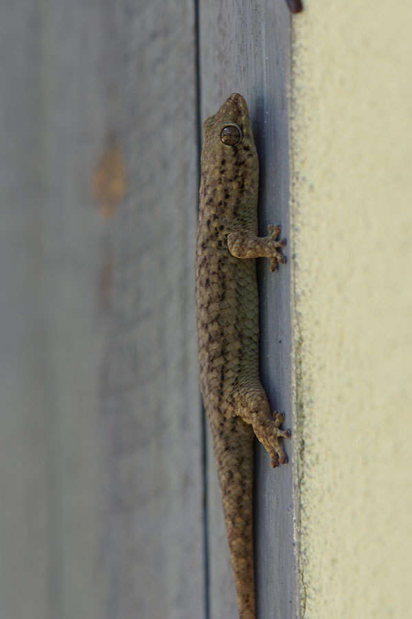 Image of Grandidier's Gecko
