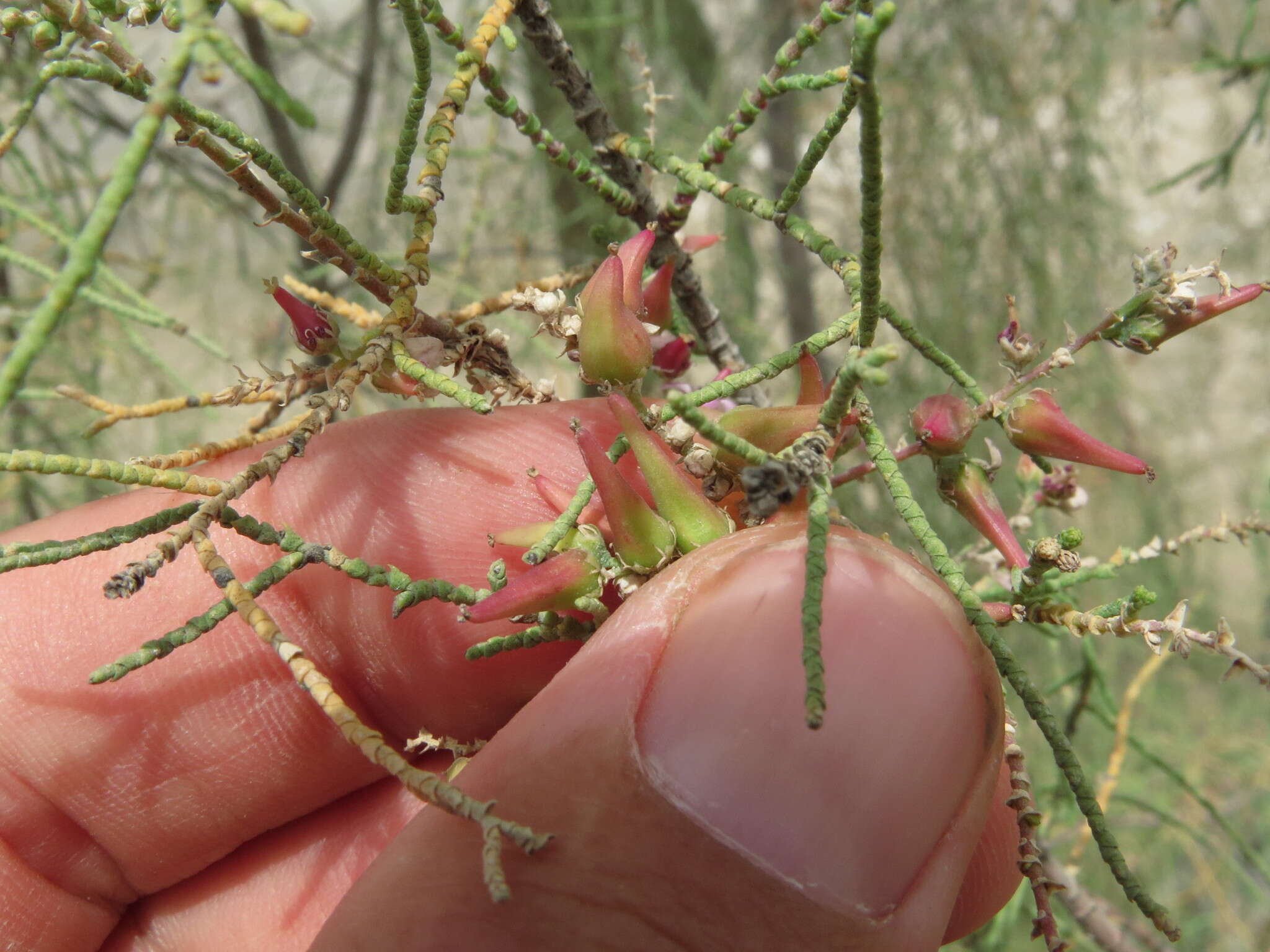 Image of Tamarix aucheriana (Decne.) Baum