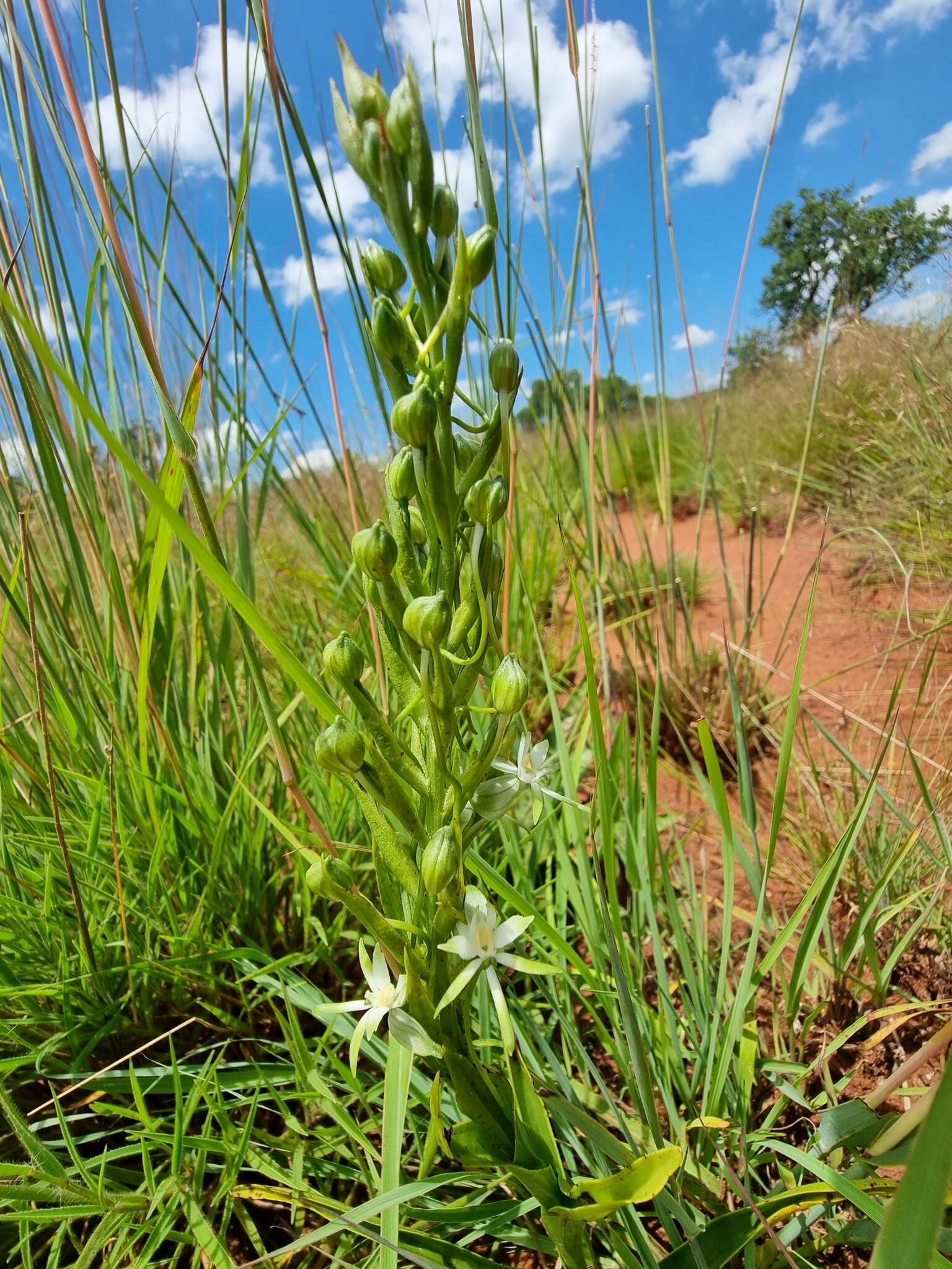 Image of Habenaria caffra Schltr.