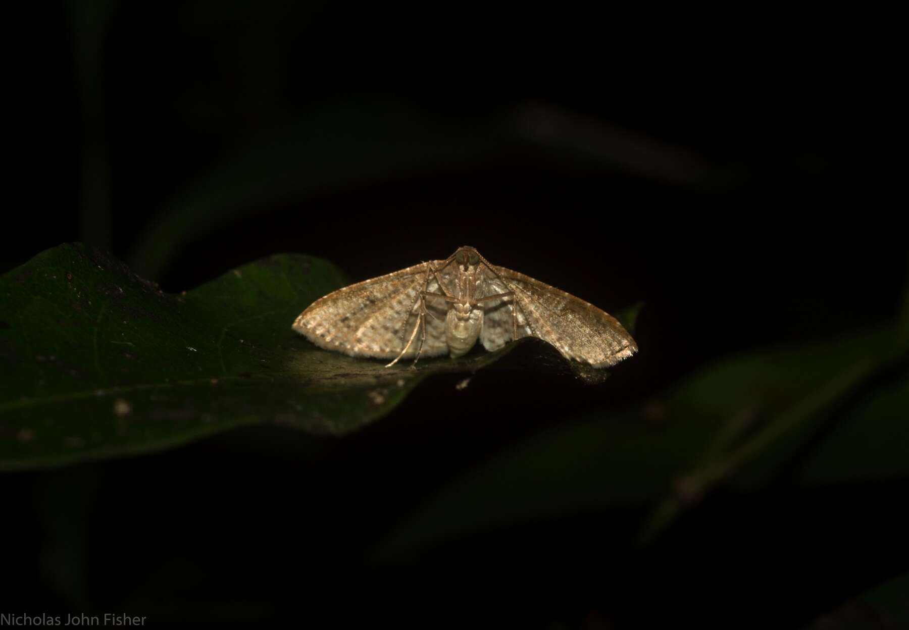 Image of Addaea subtessellata Walker 1866