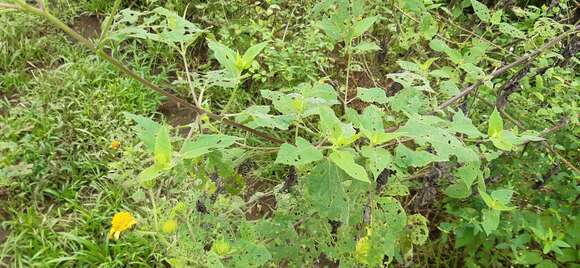 Image of Simsia foetida (Cav.) Blake