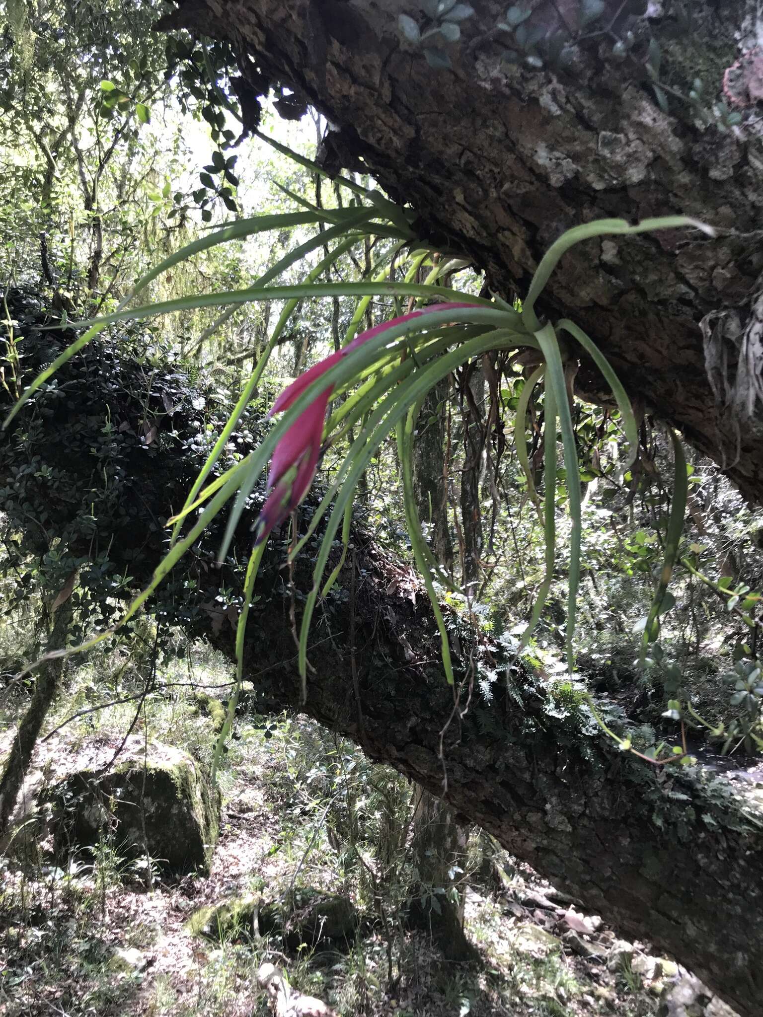 Image of Billbergia nutans H. Wendl. ex Regel