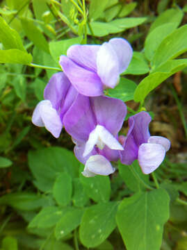 Image of fewflower pea