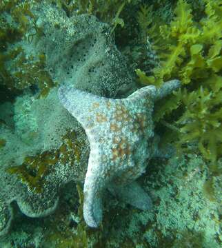 Image of Anthaster valvulatus (Muller & Troschel 1843)