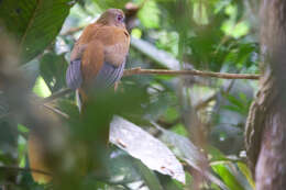 صورة Harpactes erythrocephalus annamensis (Robinson & Kloss 1919)