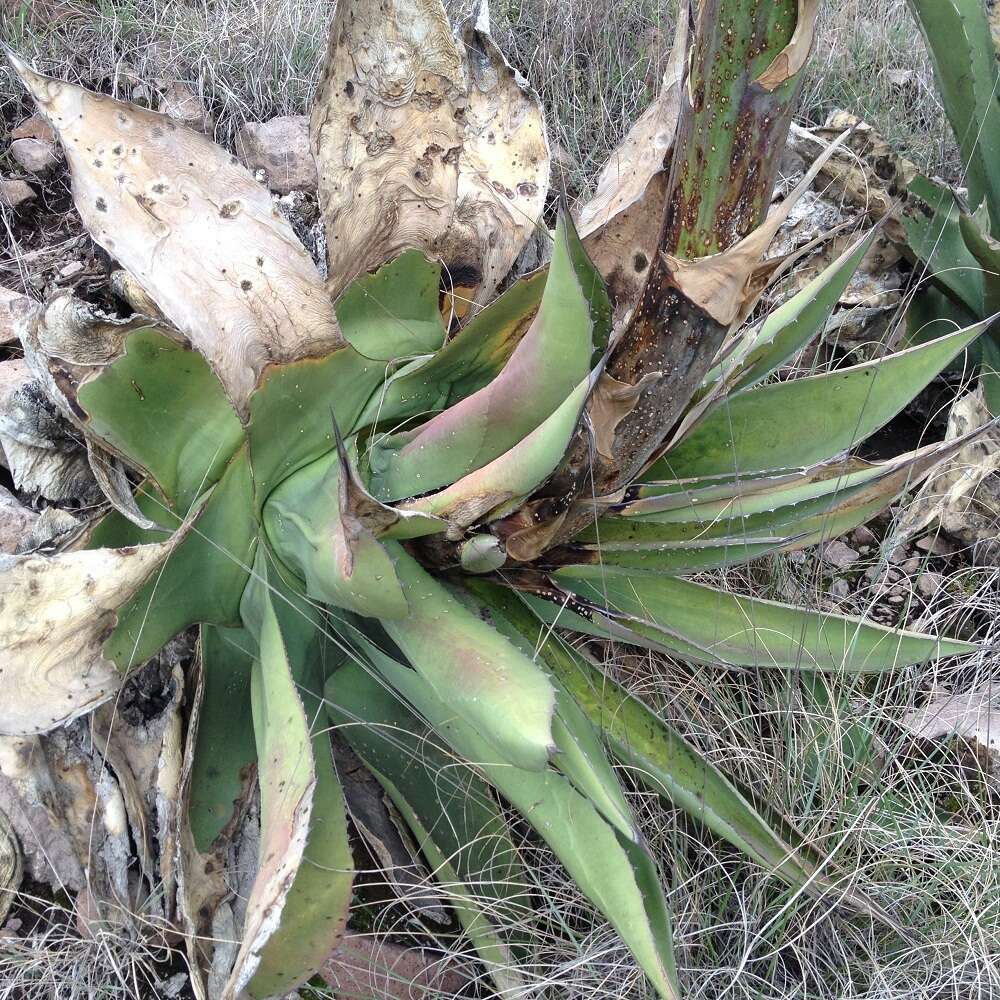 Слика од Agave salmiana subsp. salmiana