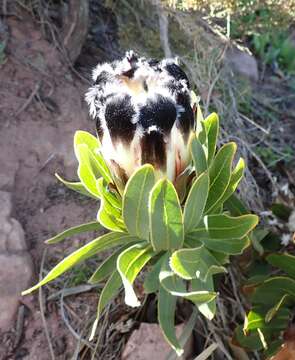 Image of Protea lepidocarpodendron (L.) L.