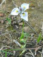 Plancia ëd Moraea fergusoniae L. Bolus