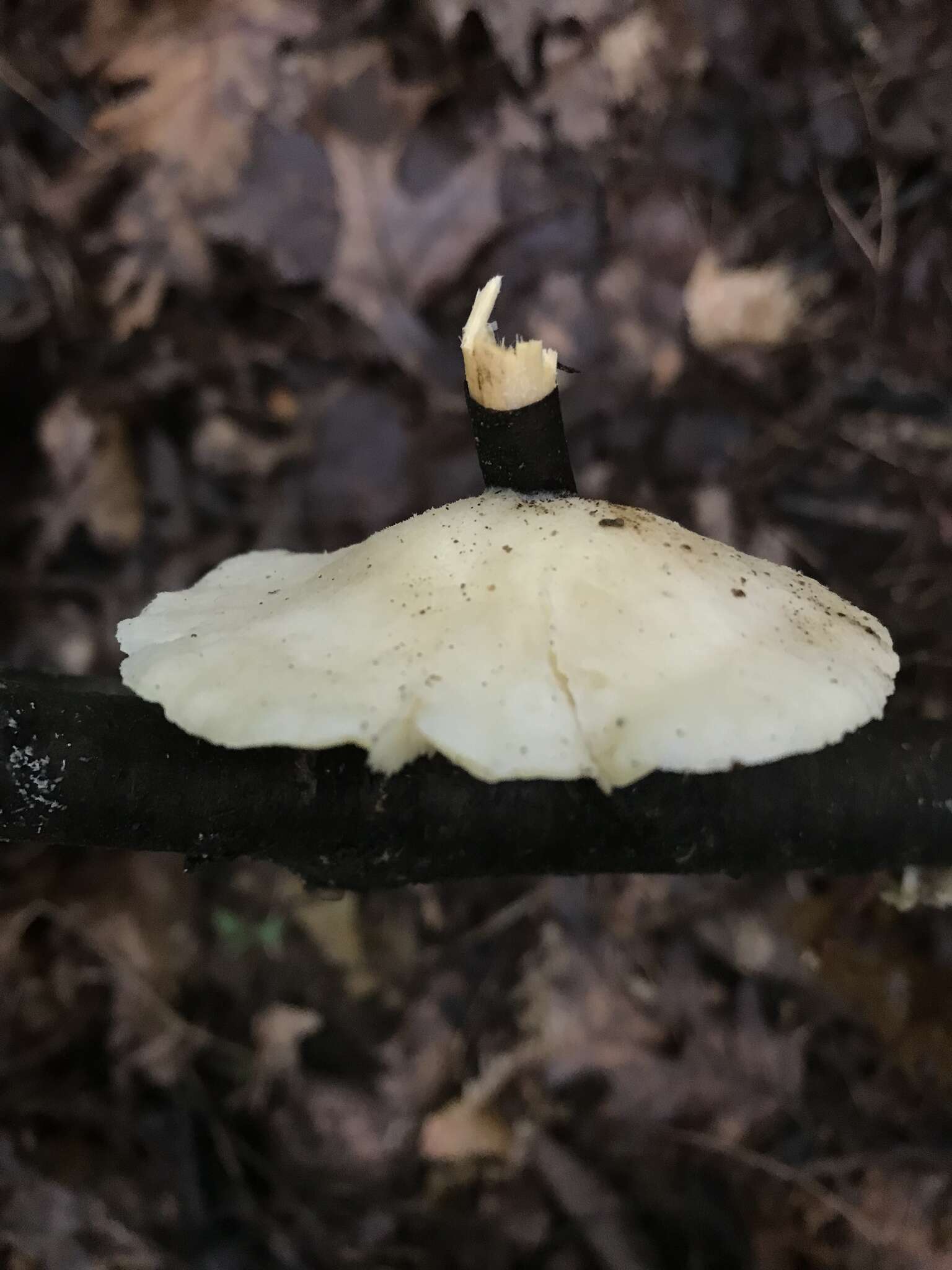 Image of Tyromyces galactinus (Berk.) J. Lowe 1975