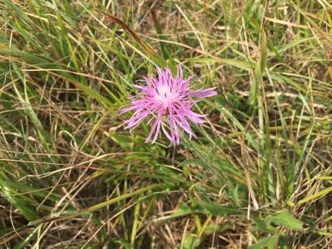 Image of brown knapweed