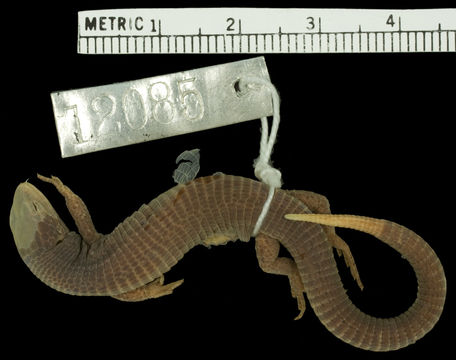 Image of <i>Proctoporus bolivianus</i> Werner 1910