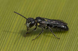 Image of Māori Masked Bee