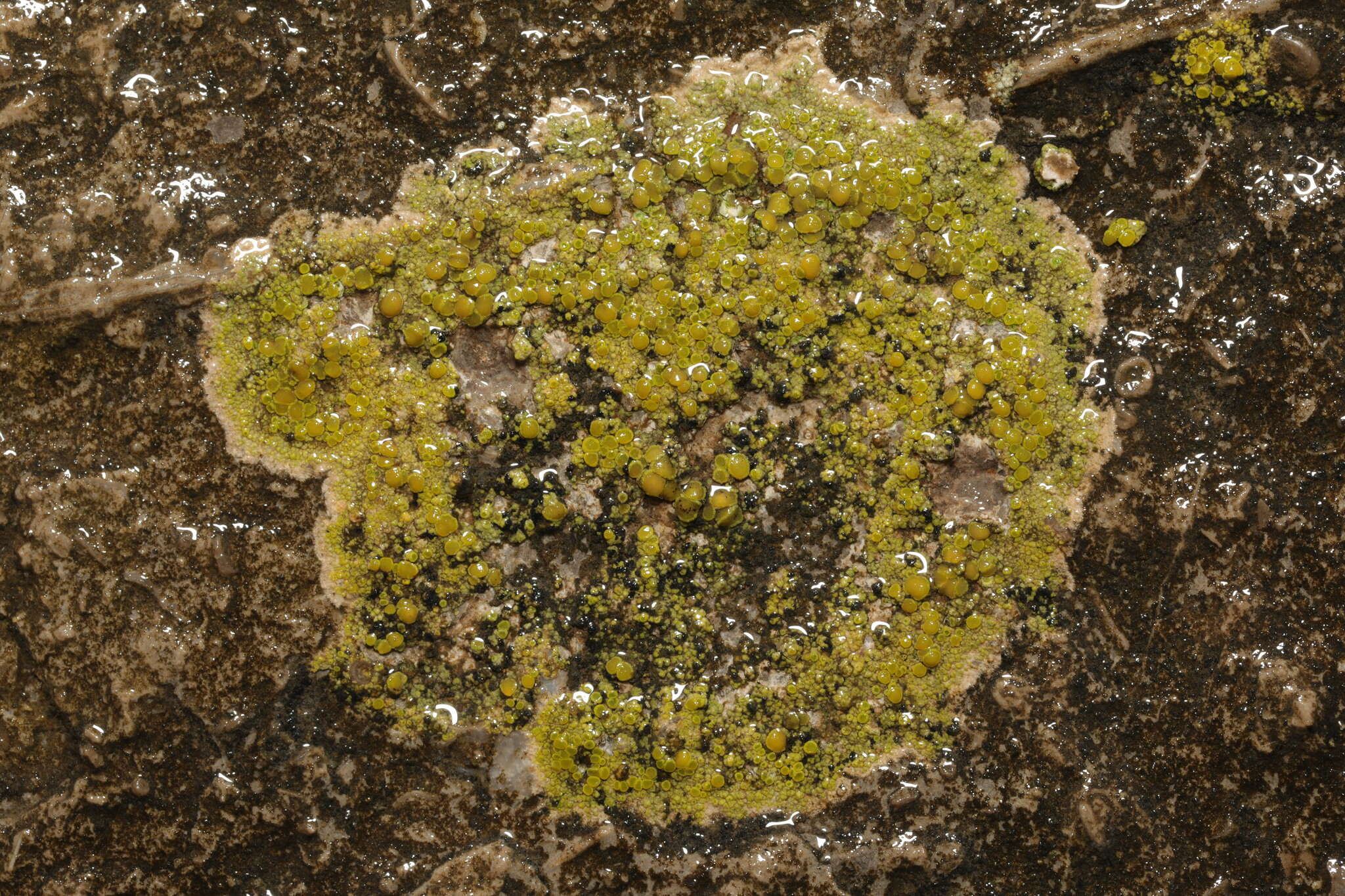 Imagem de <i>Flavoplaca maritima</i> (B. de Lesd.) Arup, Frödén & Søchting 2013