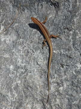 Image of Horvath's rock lizard