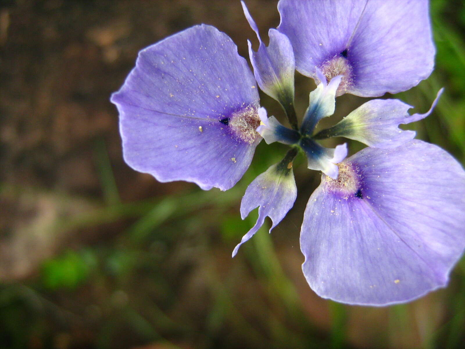 Image of Moraea caeca Barnard ex Goldblatt