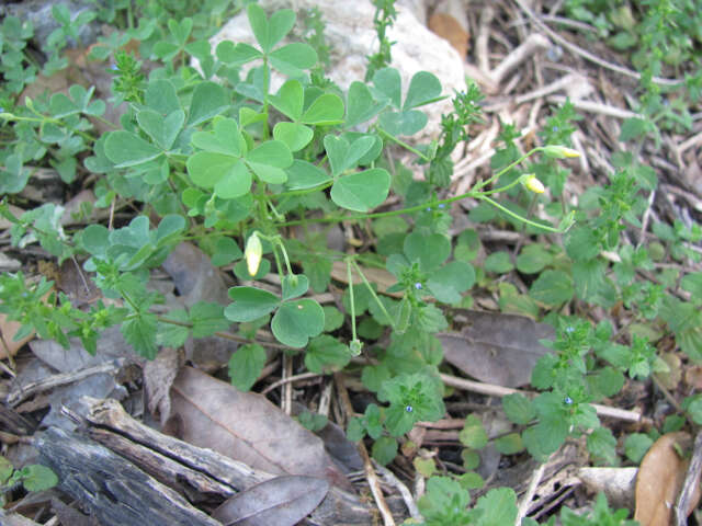 Image of slender yellow woodsorrel