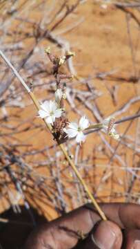 Image of Plumbago aphylla Boj. ex Boiss.