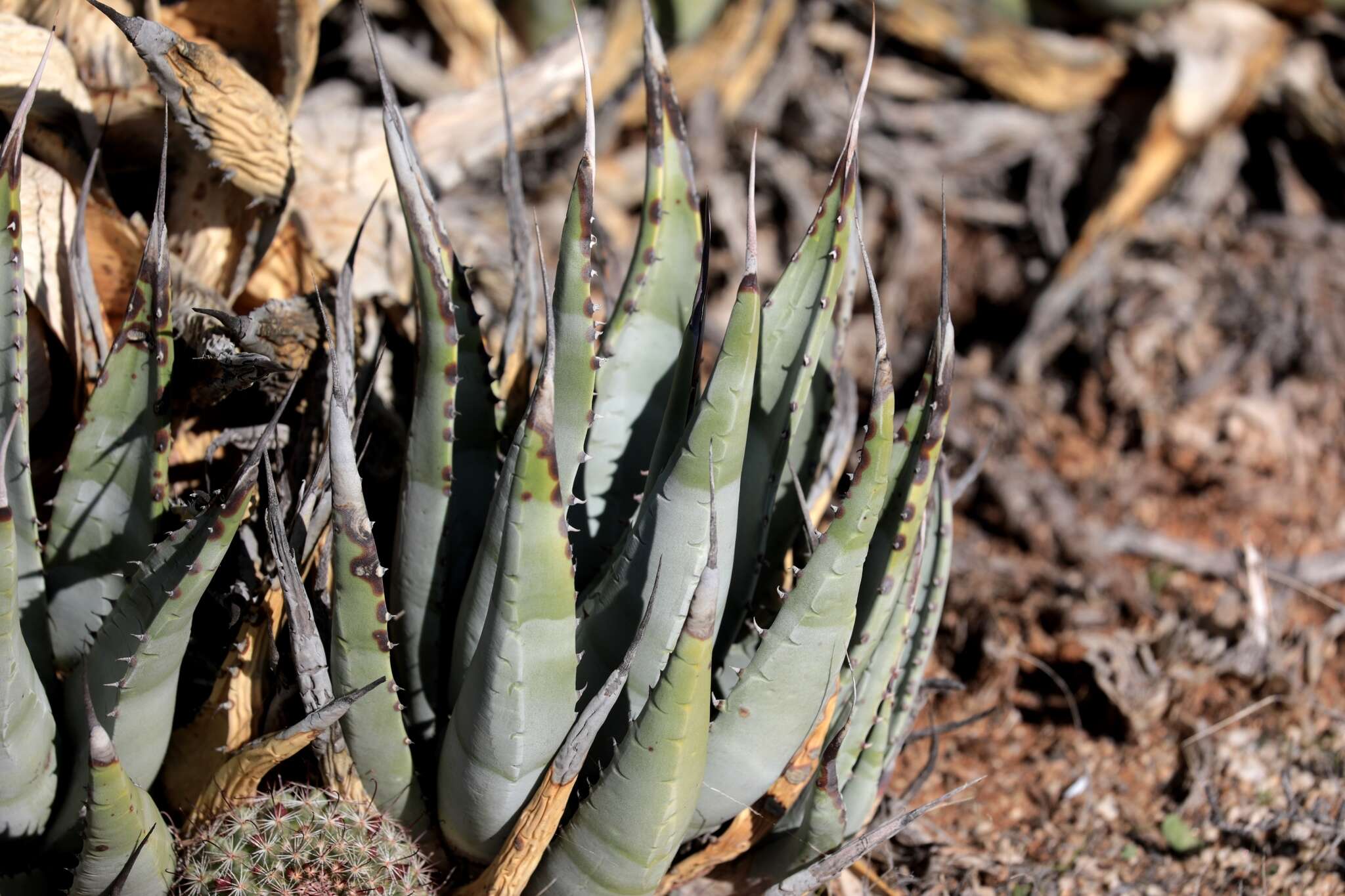 صورة Agave cerulata Trel.