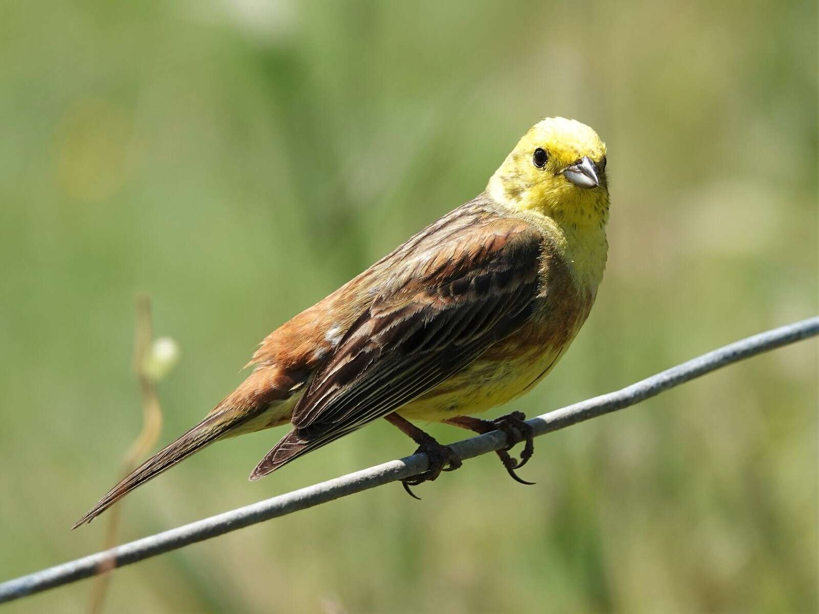 Sivun Emberiza citrinella caliginosa Clancey 1940 kuva