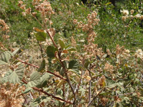 Holodiscus discolor (Pursh) Maxim. resmi