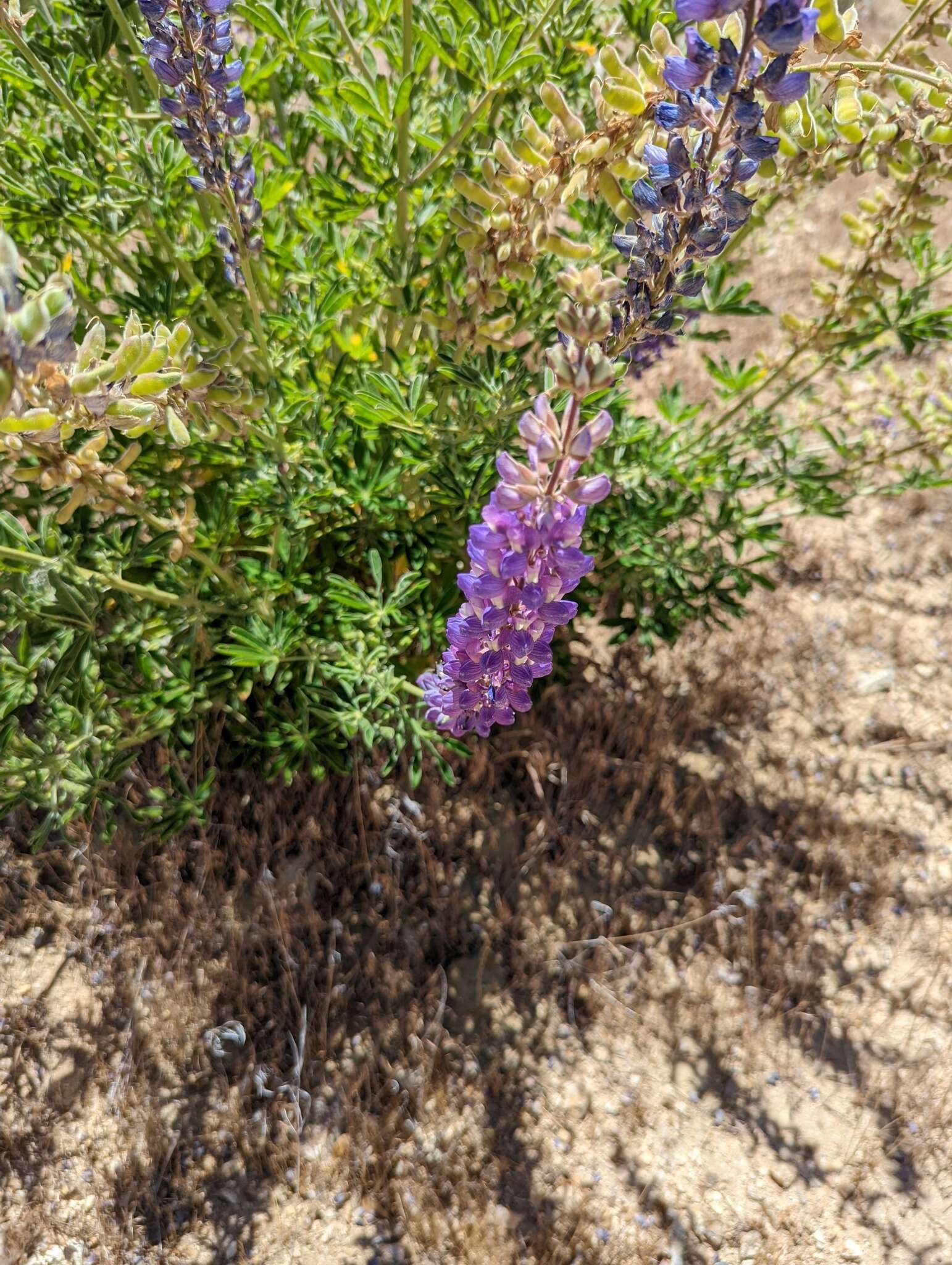 Imagem de Lupinus excubitus subsp. hallii (Abrams) D. B. Dunn