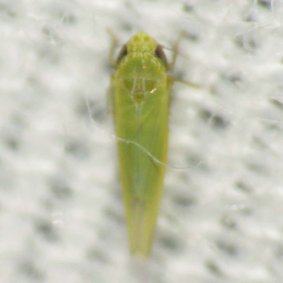 Image of Leafhopper