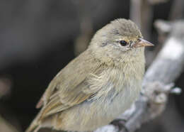 Image of Grey Warbler-Finch