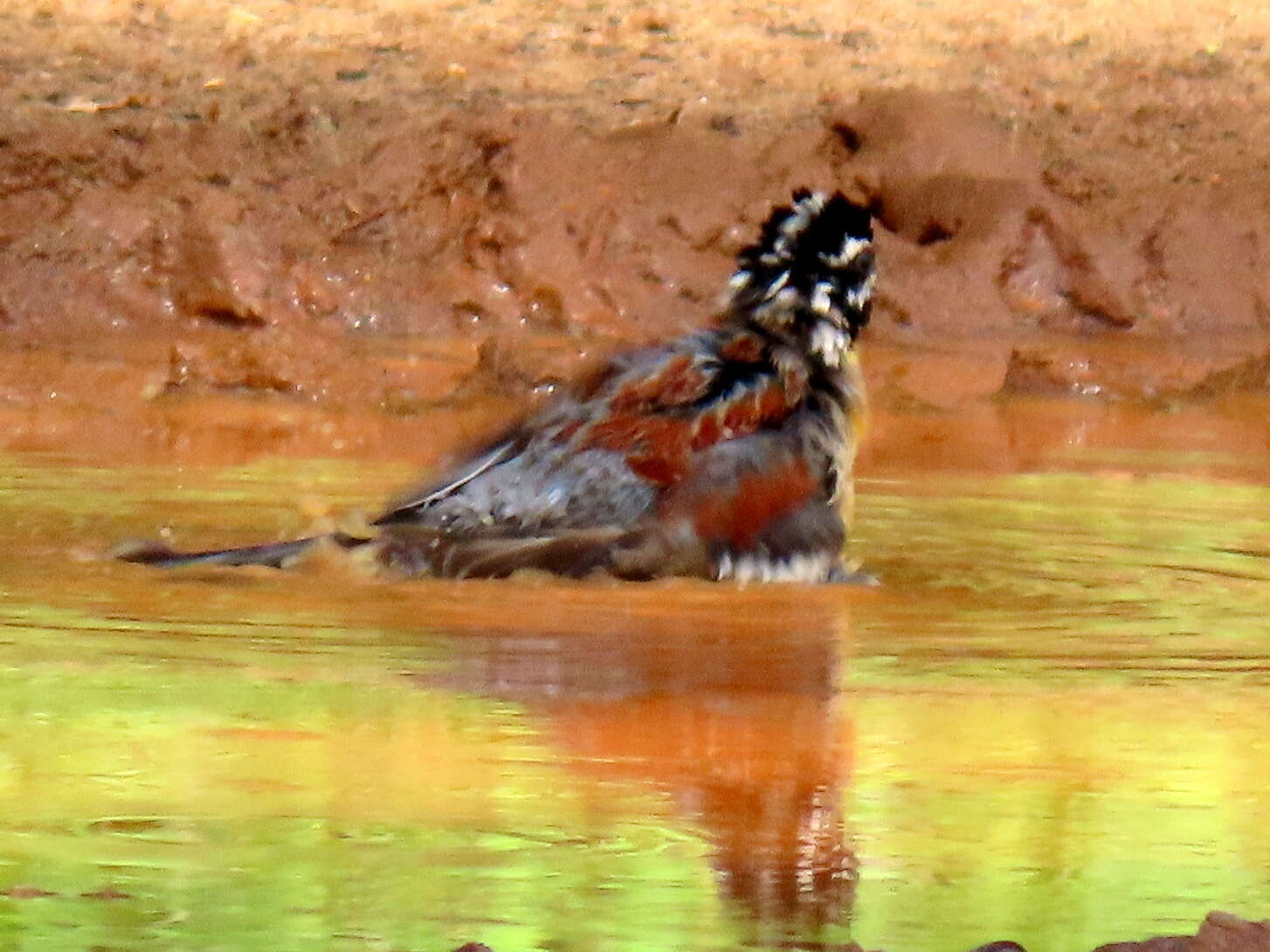 Imagem de Emberiza flaviventris flaviventris Stephens 1815