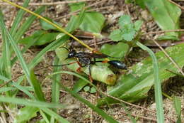 Ammophila clavus (Fabricius 1775) resmi