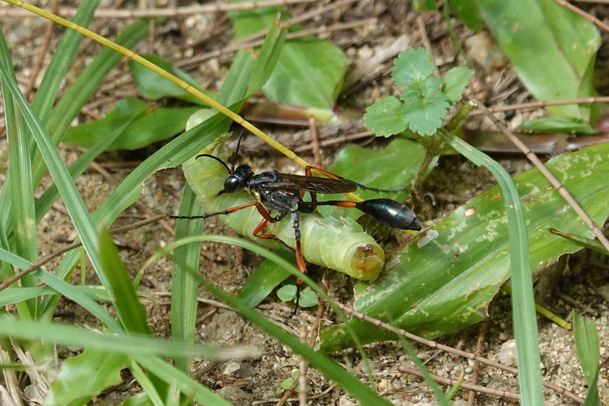 Ammophila clavus (Fabricius 1775) resmi