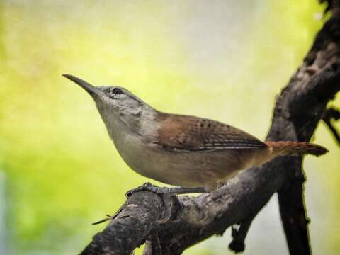 Image of Superciliated Wren