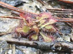 Image of dwarf sundew