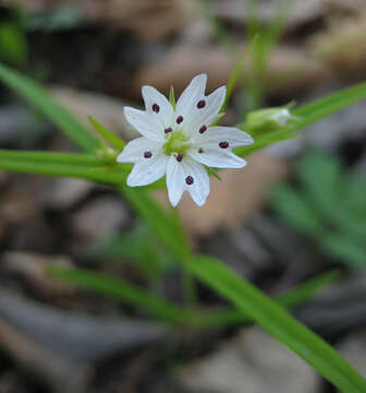 Image of Pseudostellaria sylvatica (Maxim.) Pax