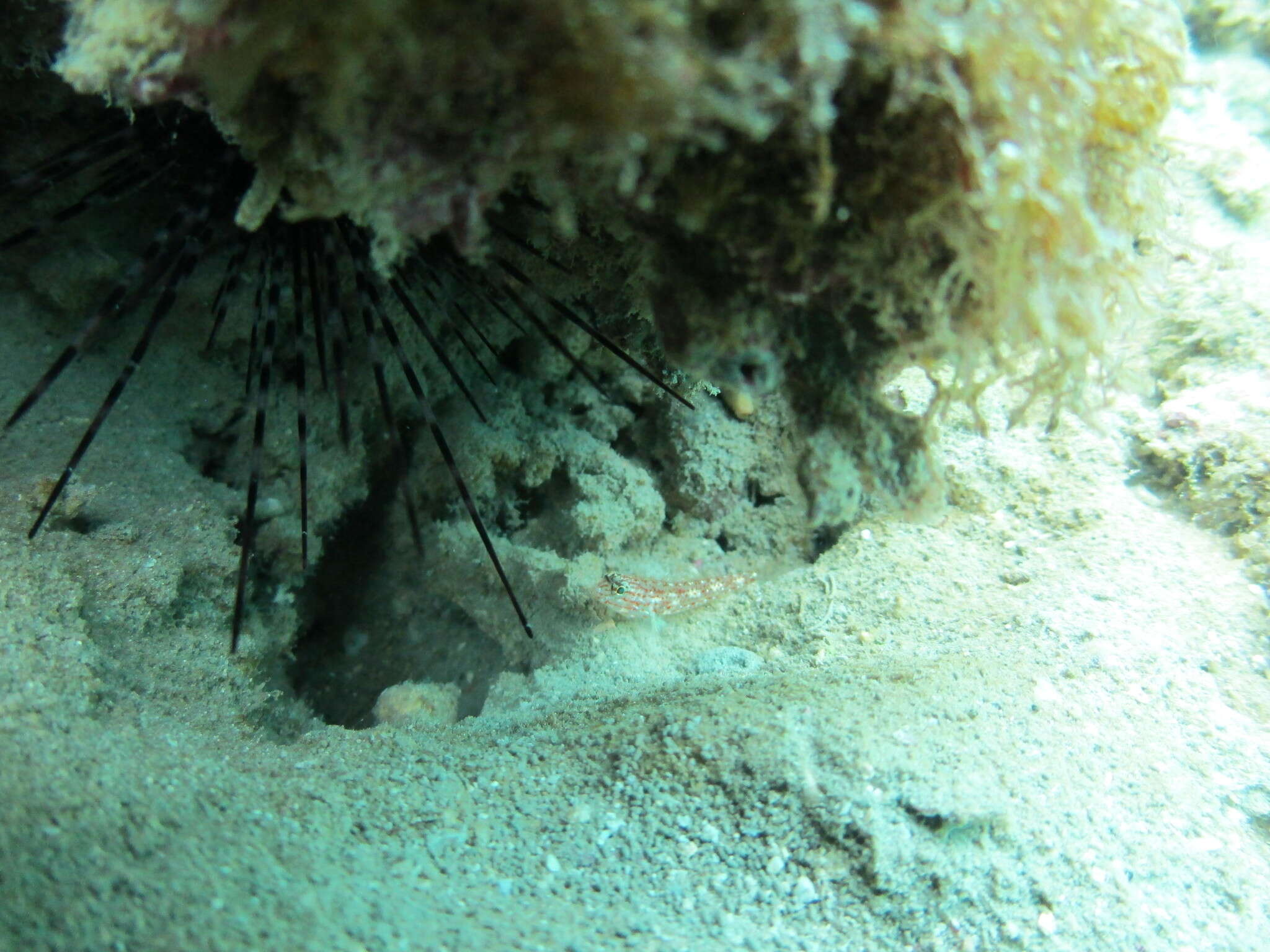 Image of Redlight goby