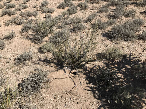 Image of American Ephedra