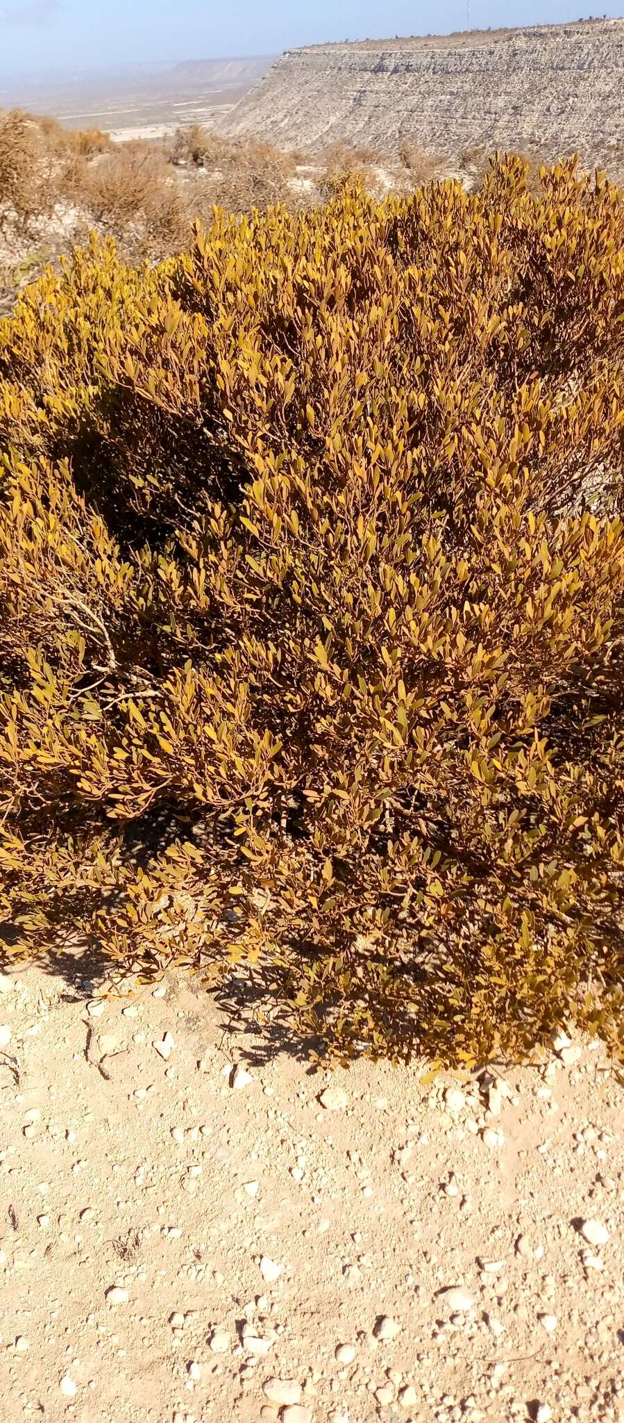Sivun Buxus madagascarica Baill. kuva