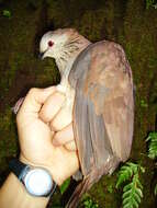 Image of White-faced Quail-Dove