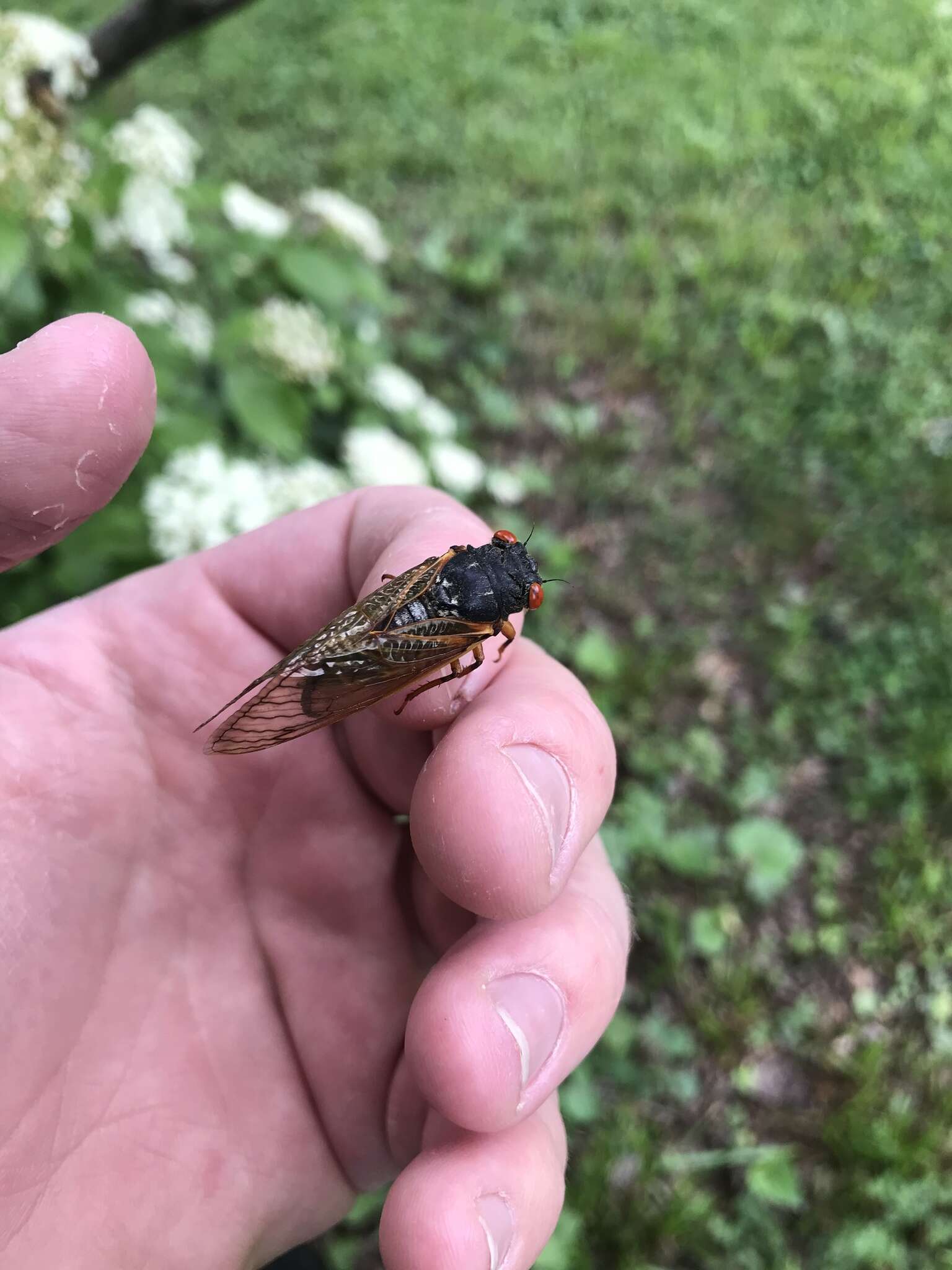 Image of Decula Periodical Cicada