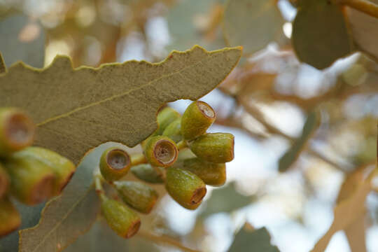 Image of Eucalyptus gamophylla F. Müll.