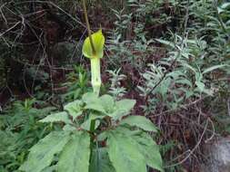 Image of arisaema