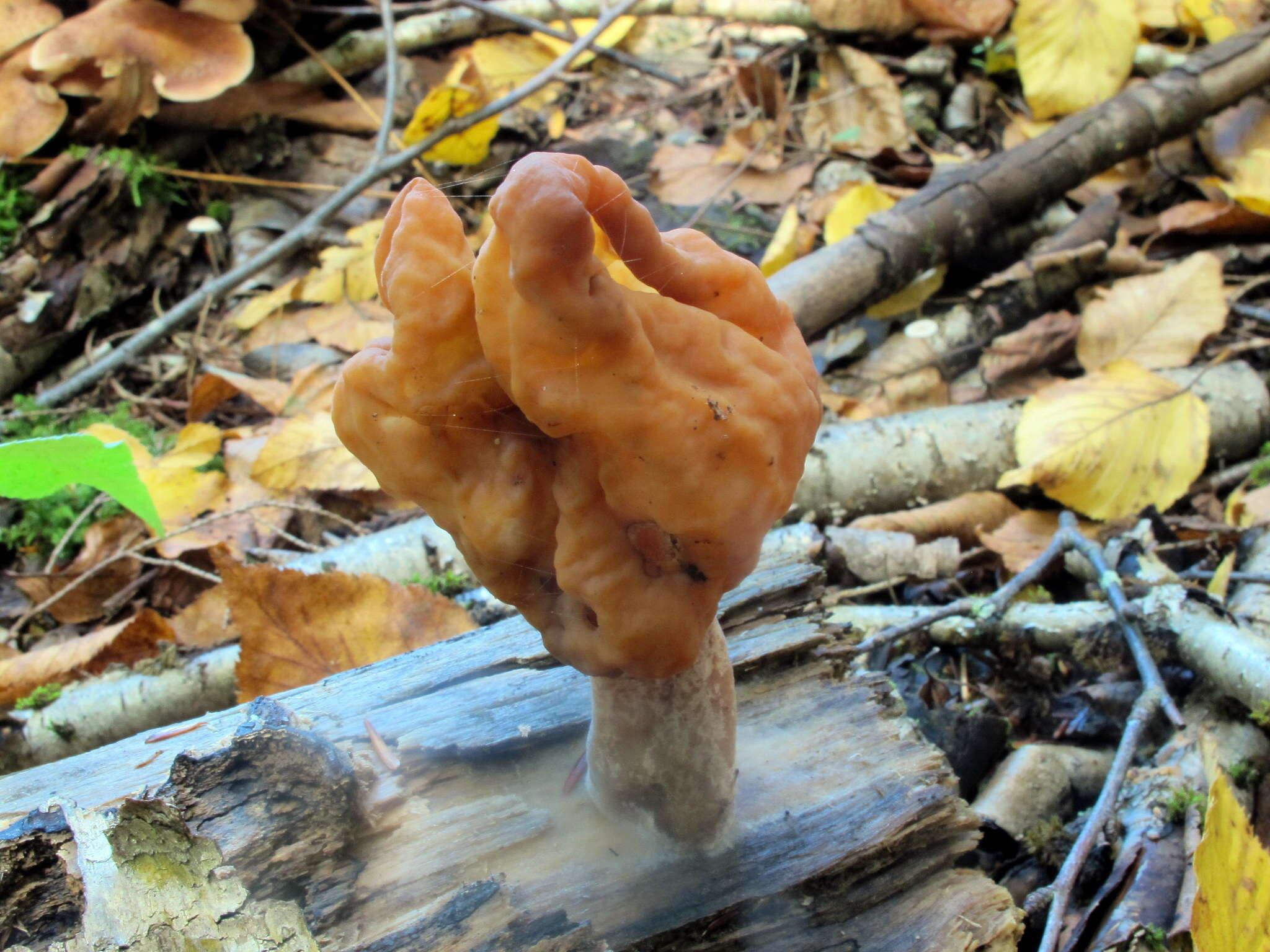 Image of Gyromitra infula (Schaeff.) Quél. 1886