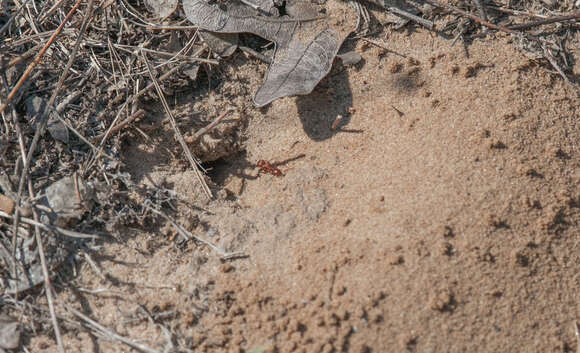 Image of Pogonomyrmex comanche Wheeler 1902