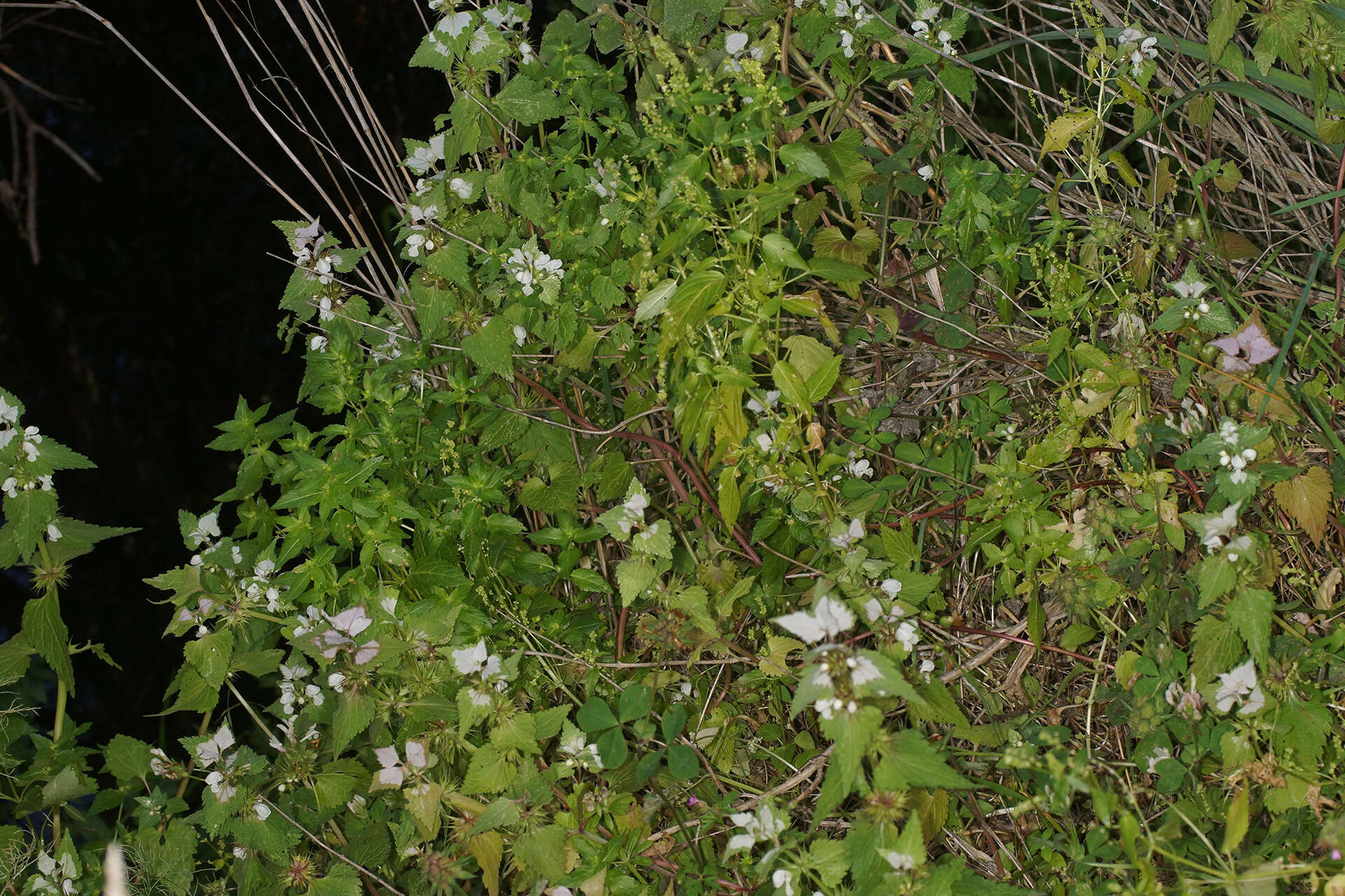 Слика од Lamium moschatum Mill.