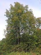 Image of Tilia amurensis var. sibirica (Fisch. ex Bayer) Y. C. Zhu