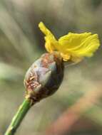 Image of Harper's yelloweyed grass